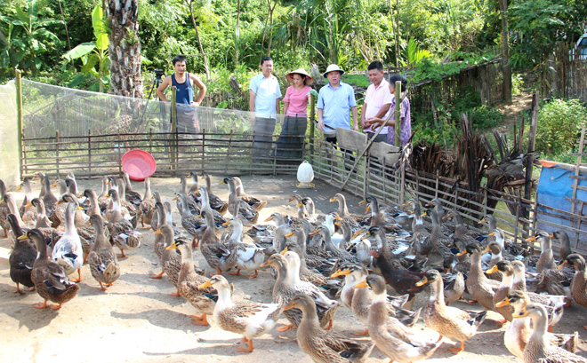 Xã Hùng Mỹ (Chiêm Hóa) triển khai khôi phục, chọn lọc đàn vịt bầu giống.